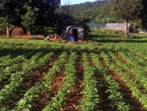 Read more about the article Study to Develop a Value Chain Strategy for the Growth and Development of Organic Agriculture in South Africa